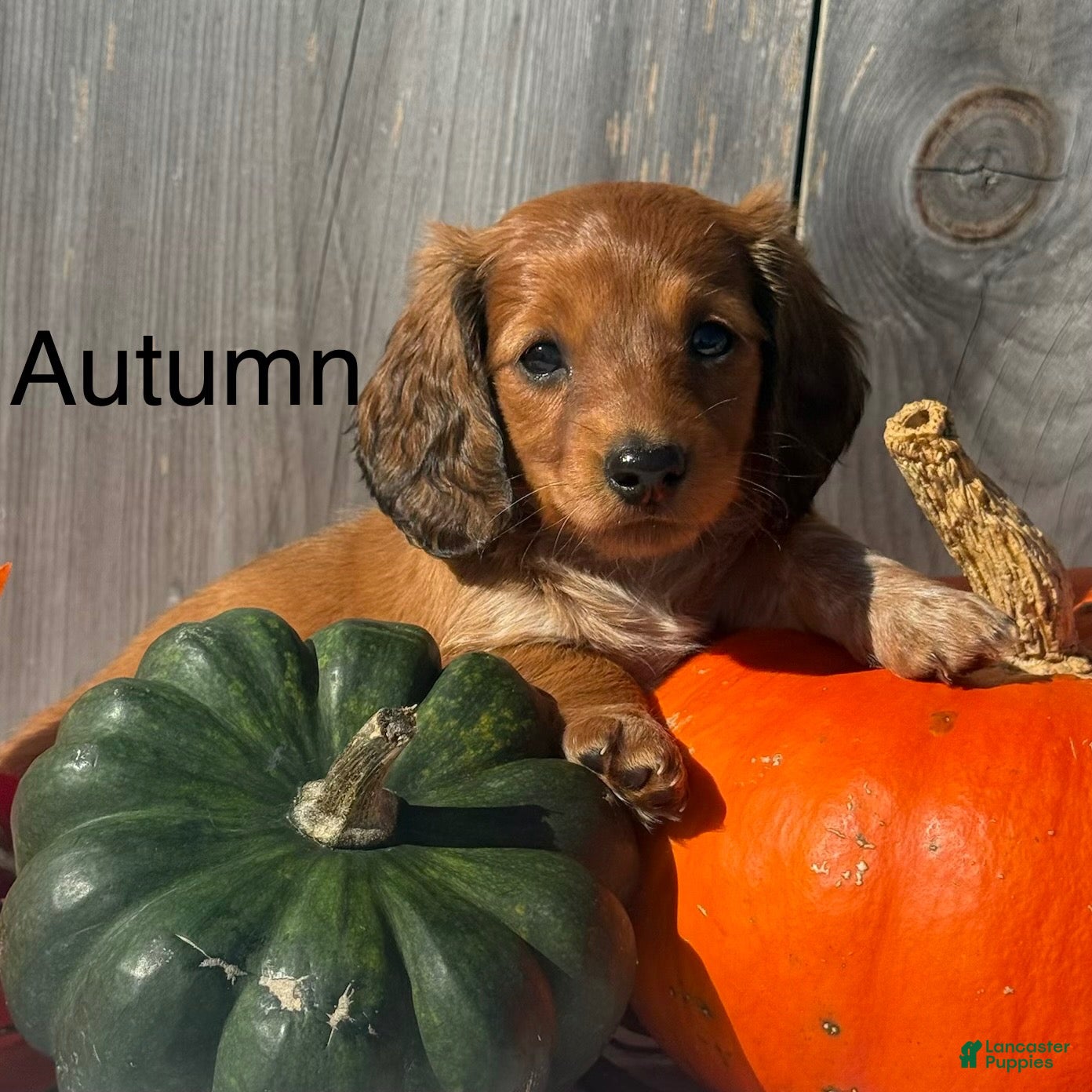 Miniature Dachshund dogs for sale: Autumn - Ad 2