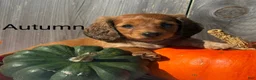 Miniature Dachshund dogs for sale: Autumn - Ad 2