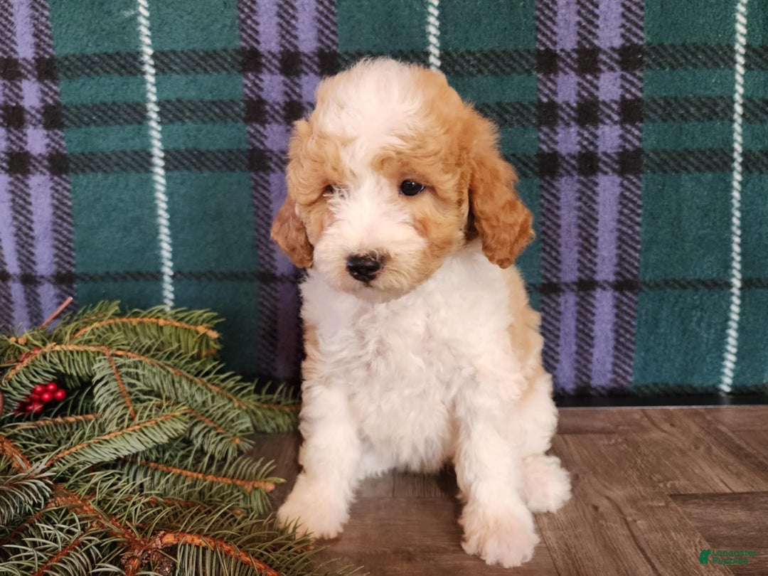 Mini Goldendoodle dogs for sale: Oma - Ad 2