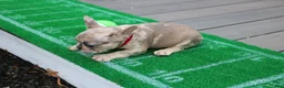 French Bulldog dogs for sale: French Bulldog 1 - Ad 5