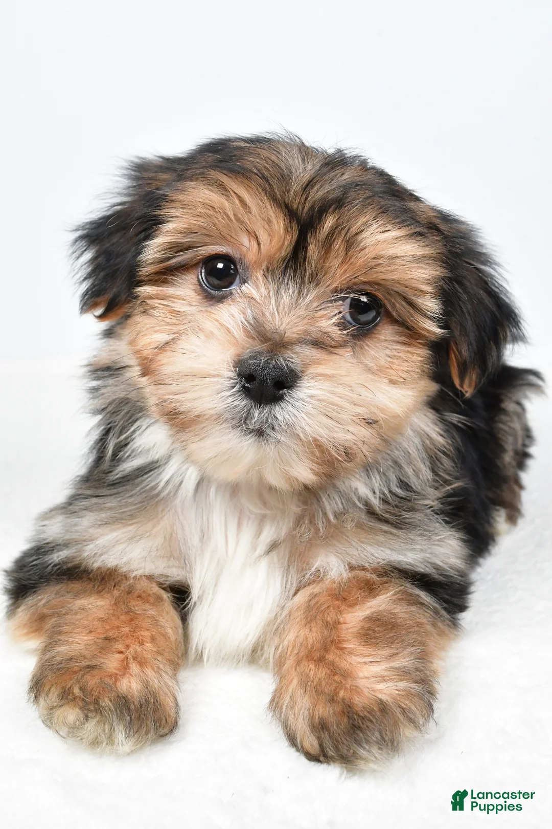 Morkie dogs for sale: Ronnie - Ad 5