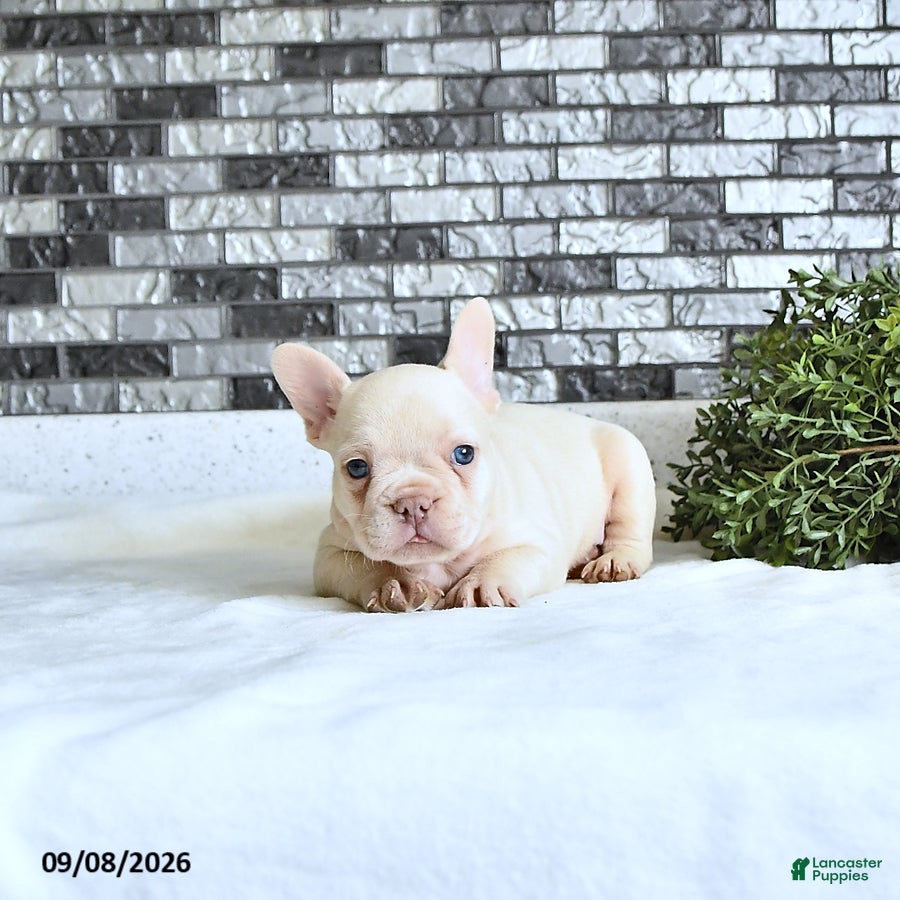 French Bulldog dogs Atlas - Ad 2