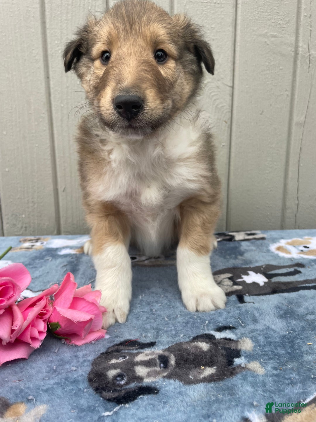 Collie dogs for sale: Carson - Ad 4