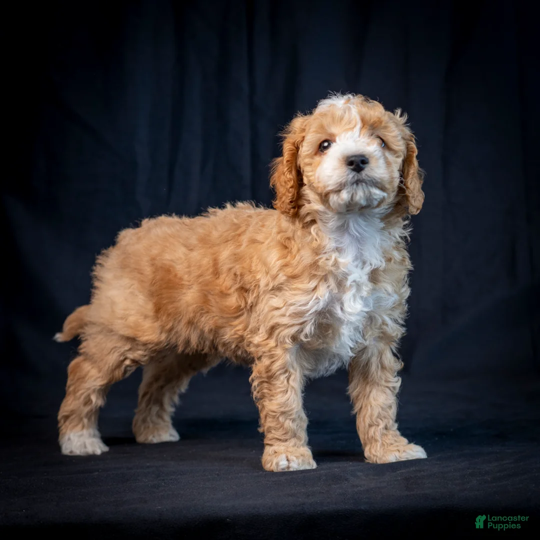 Mini Goldendoodle dogs for sale: Buster - Ad 4