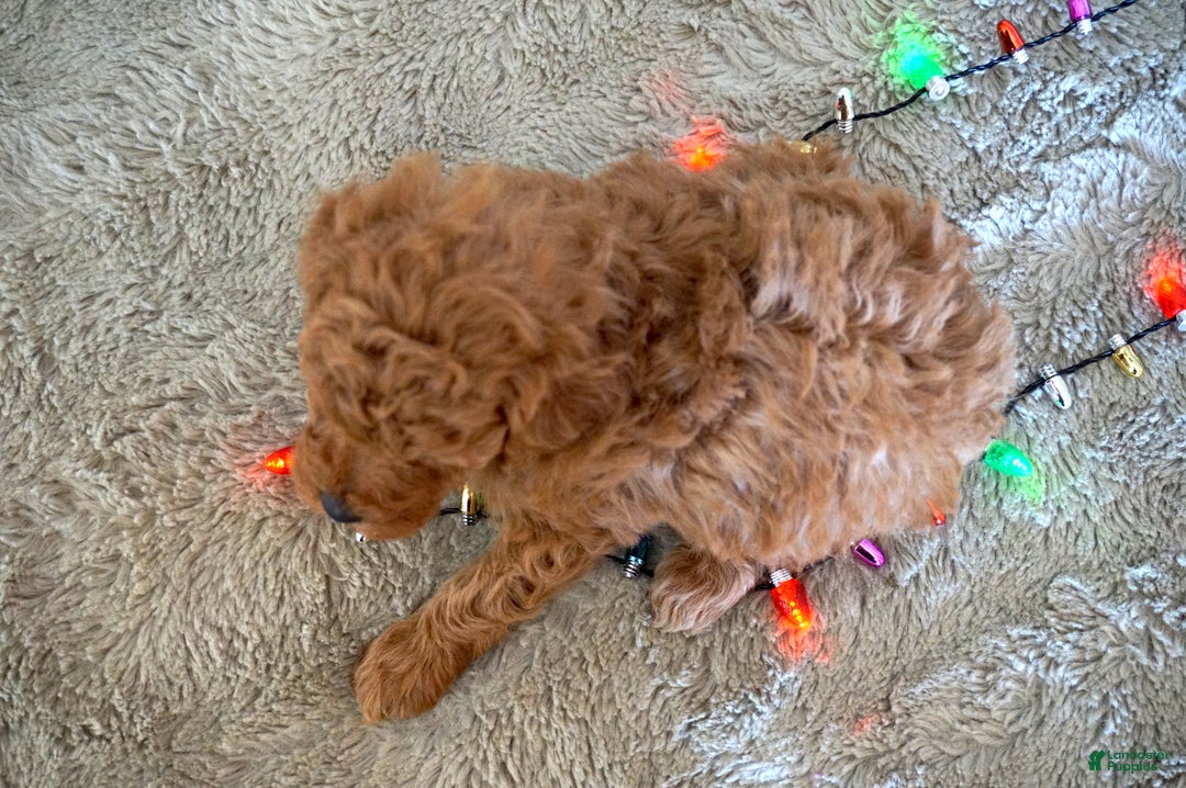 Toy Poodle dogs for sale: Murphy - Ad 4