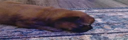 Chow Chow dogs for sale: Red female  - Ad 4