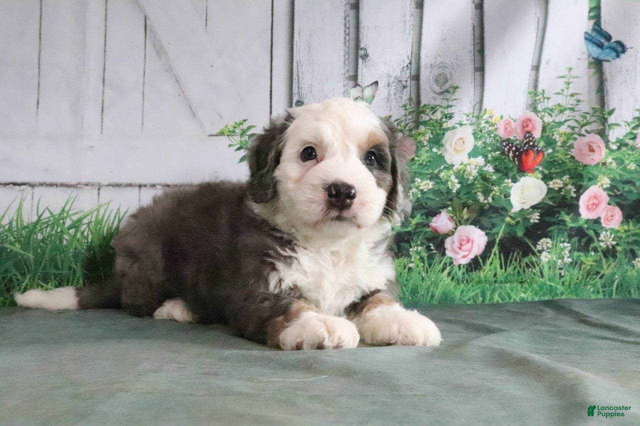 Mini Bernedoodle dogs Marshall - Ad 2