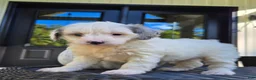 Mini Goldendoodle dogs for sale: Remi - Ad 4