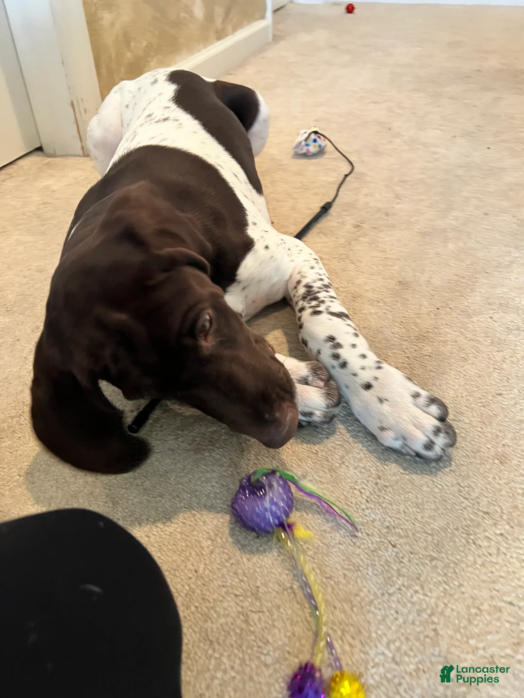 German Shorthaired Pointer dogs for sale:  Puppy 1 - Ad 2