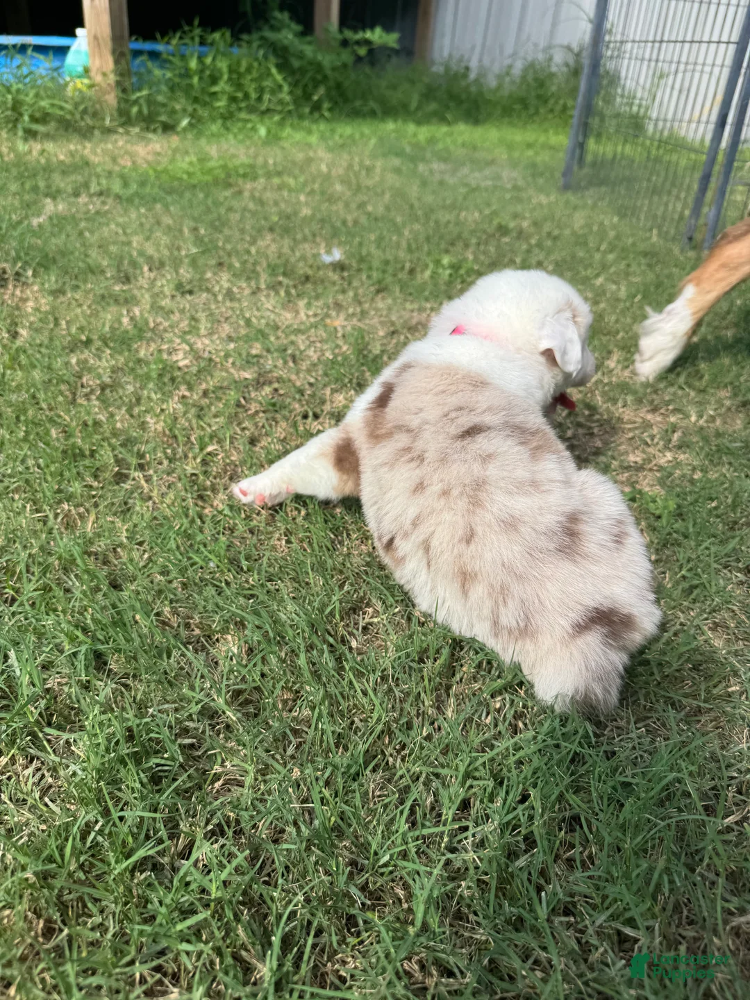 Australian Shepherd dogs for sale: Ella - Ad 1