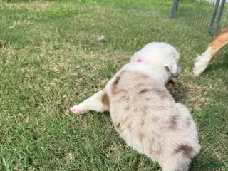 Australian Shepherd dogs for sale: Ella - Ad 4