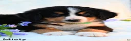 Bernese Mountain Dog dogs for sale: Misty  - Ad 5