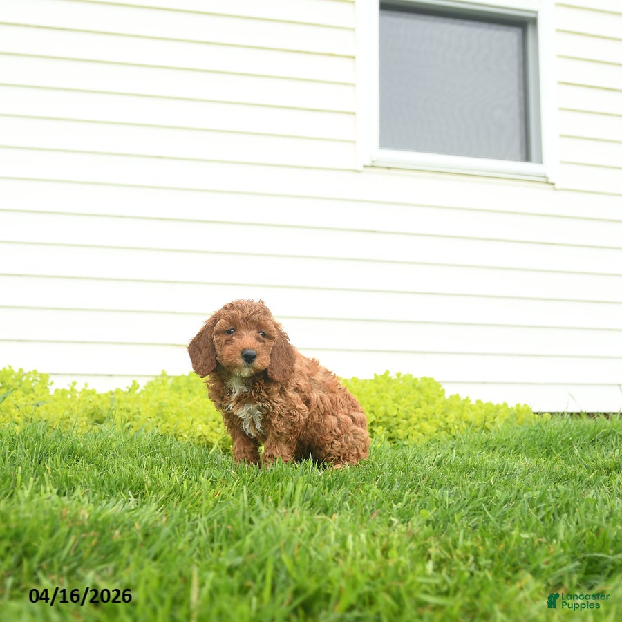 Miniature Poodle dogs Muffin - Ad 2