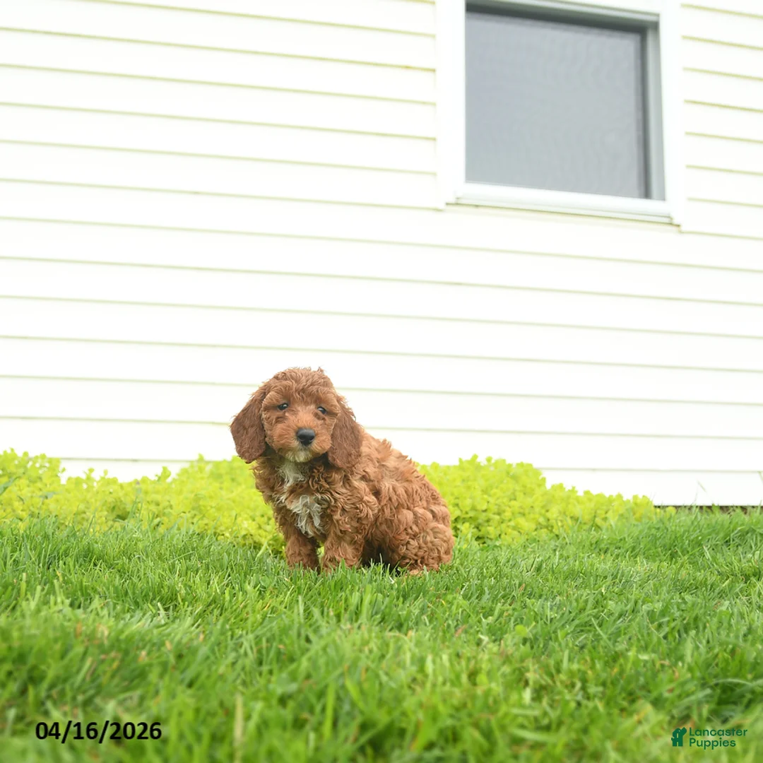 Miniature Poodle dogs for sale: Muffin - Ad 2