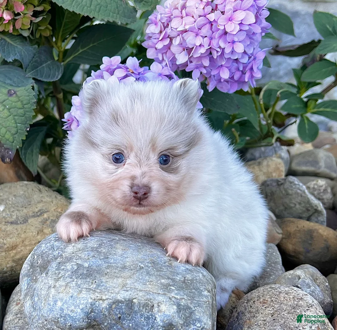 Pomeranian dogs for sale: Smarty Lavender Merle - Ad 2
