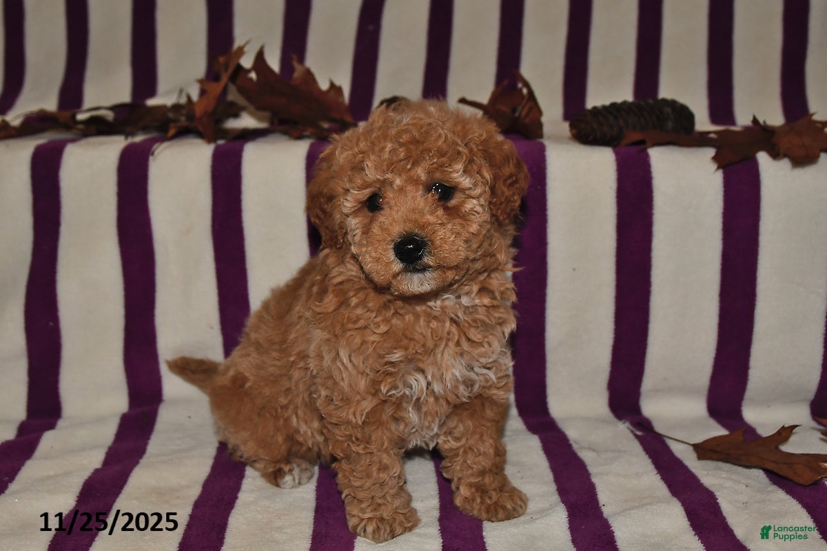 Miniature Poodle dogs Minnie - Ad 6