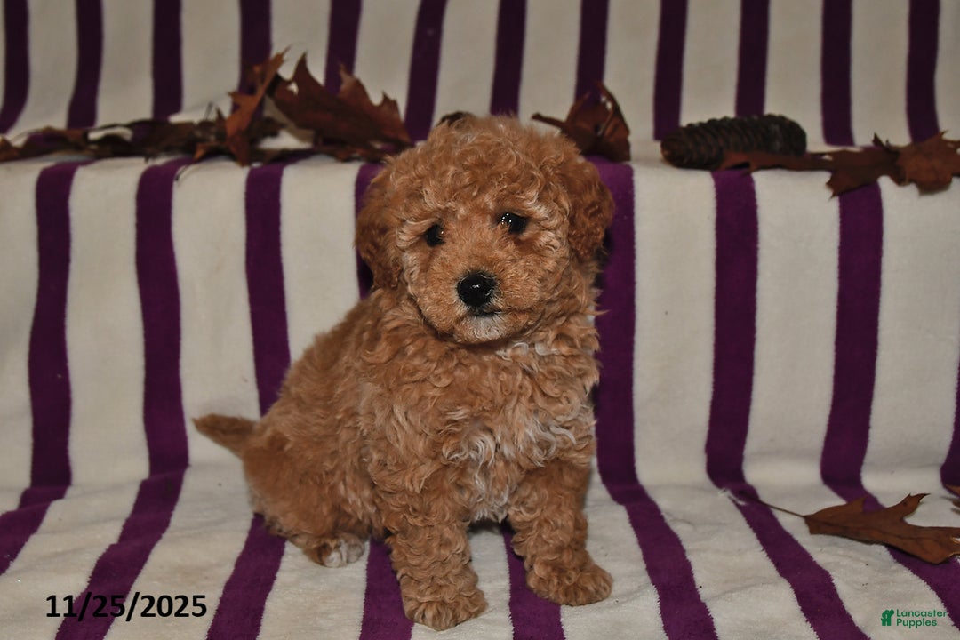 Miniature Poodle dogs for sale: Minnie - Ad 1