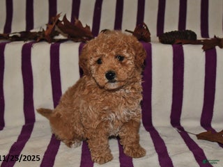 Miniature Poodle dogs Minnie - Ad 15