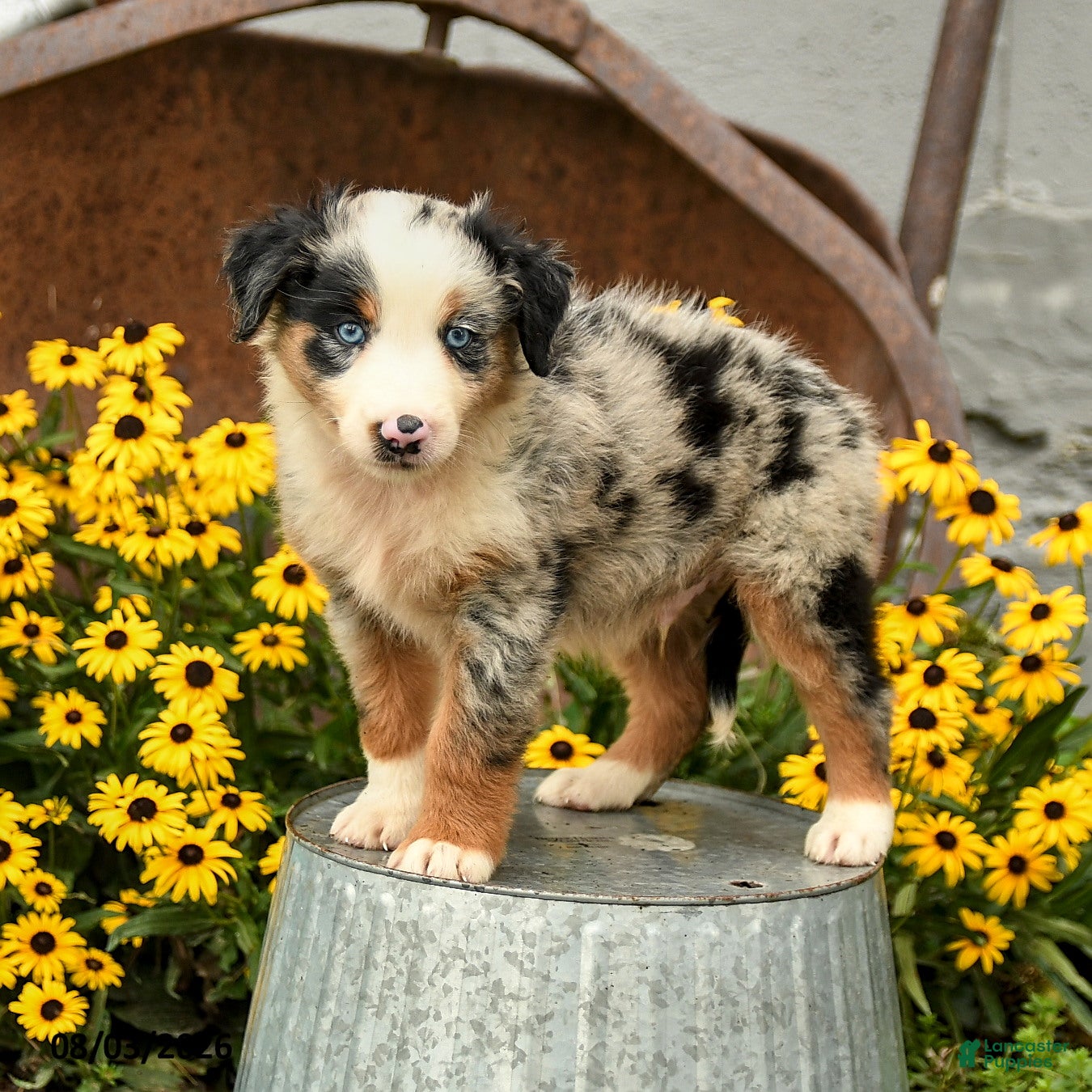 Australian Shepherd dogs Ferris - Ad 1
