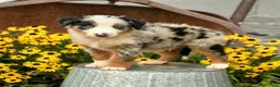 Australian Shepherd dogs for sale: Ferris - Ad 1