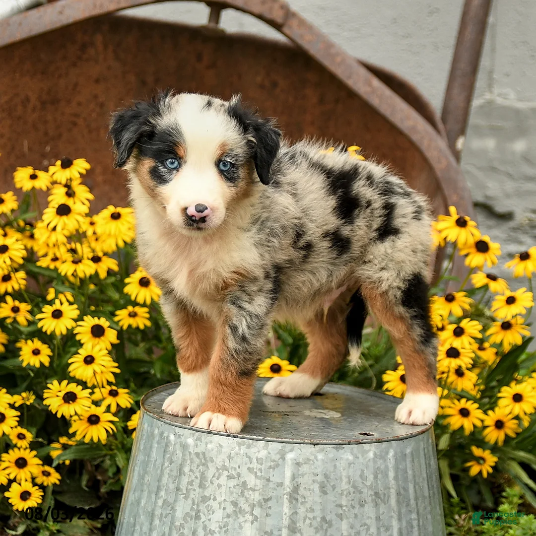Australian Shepherd dogs for sale: Ferris - Ad 1