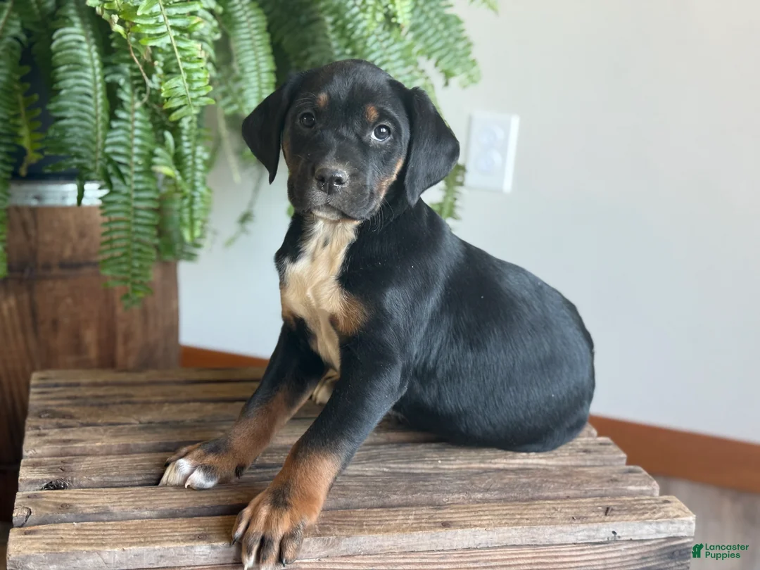 Mixed Breed dogs for sale: Baxter - Ad 5