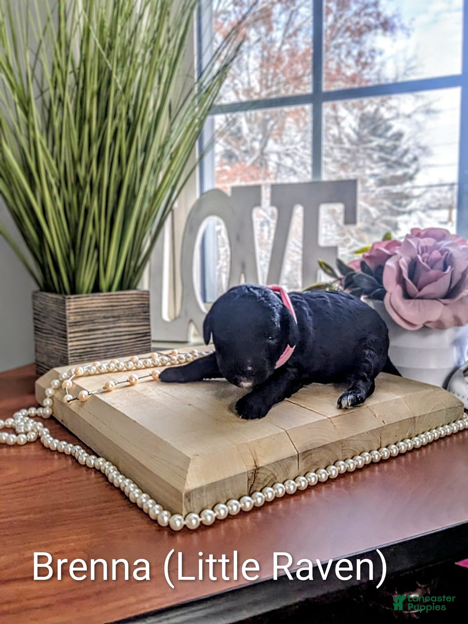 Mixed Breed dogs Golden Mountain Doodle Puppy 5 - Ad 10