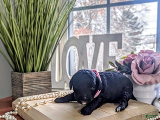 Mixed Breed dogs Mixed Breed Puppy 5 - Ad 21