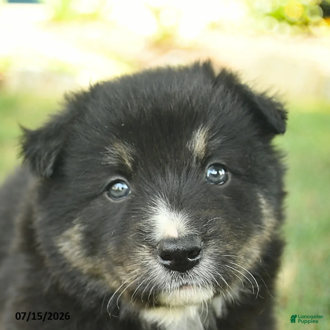 Border Collie dogs for sale: Hugo  - Ad 5
