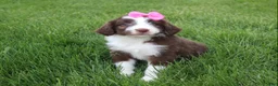 Mini Aussiedoodle dogs for sale: Cassie - Ad 5