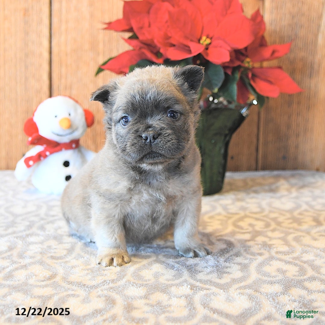 French Bulldog dogs for sale: Toby - Ad 1