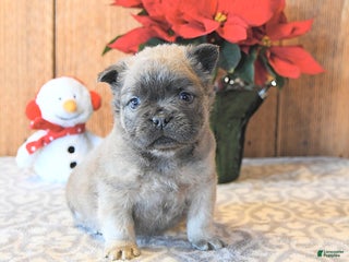 French Bulldog dogs Toby - Ad 25