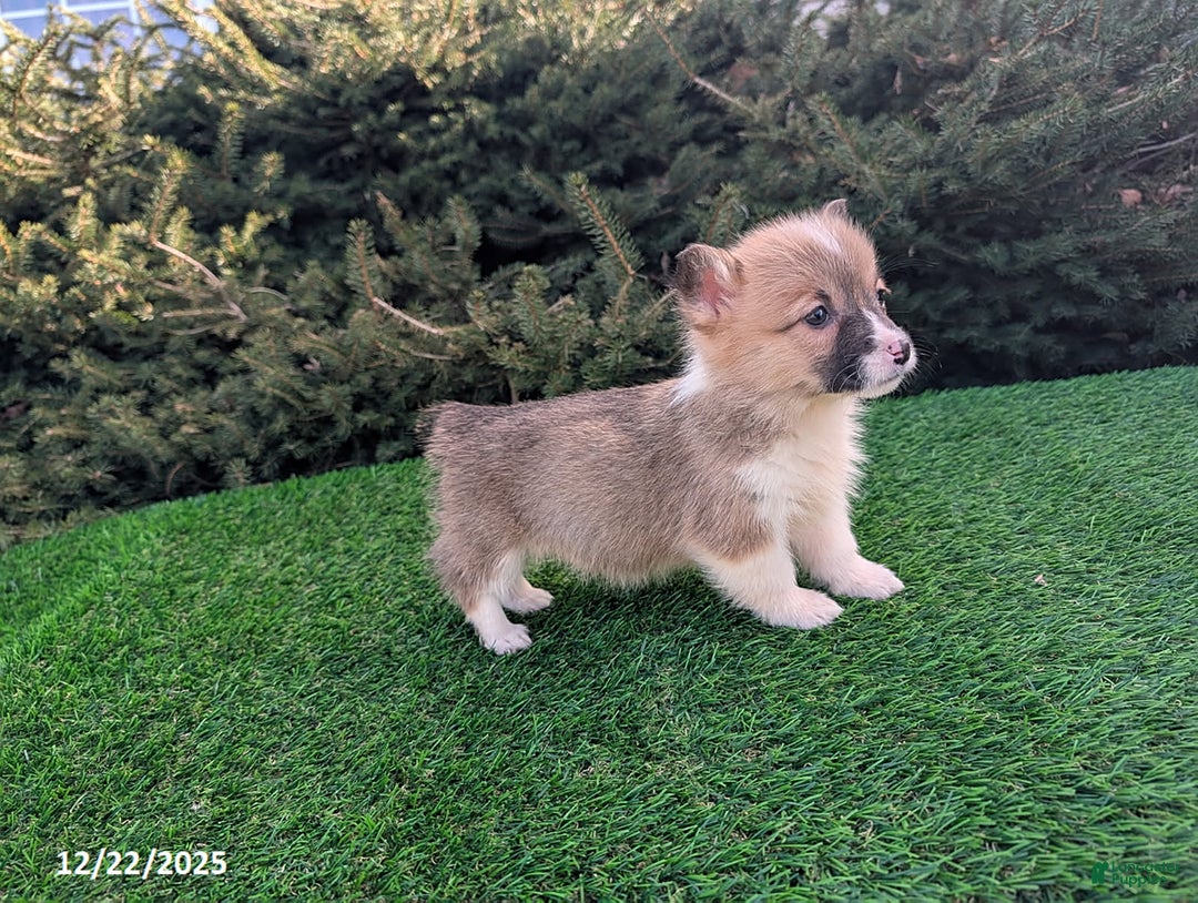 Welsh Corgi Pembroke dogs for sale: Kayla - Ad 5