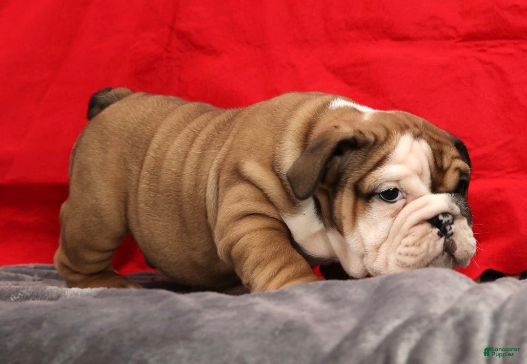 English Bulldog dogs for sale: Kenny - Ad 6