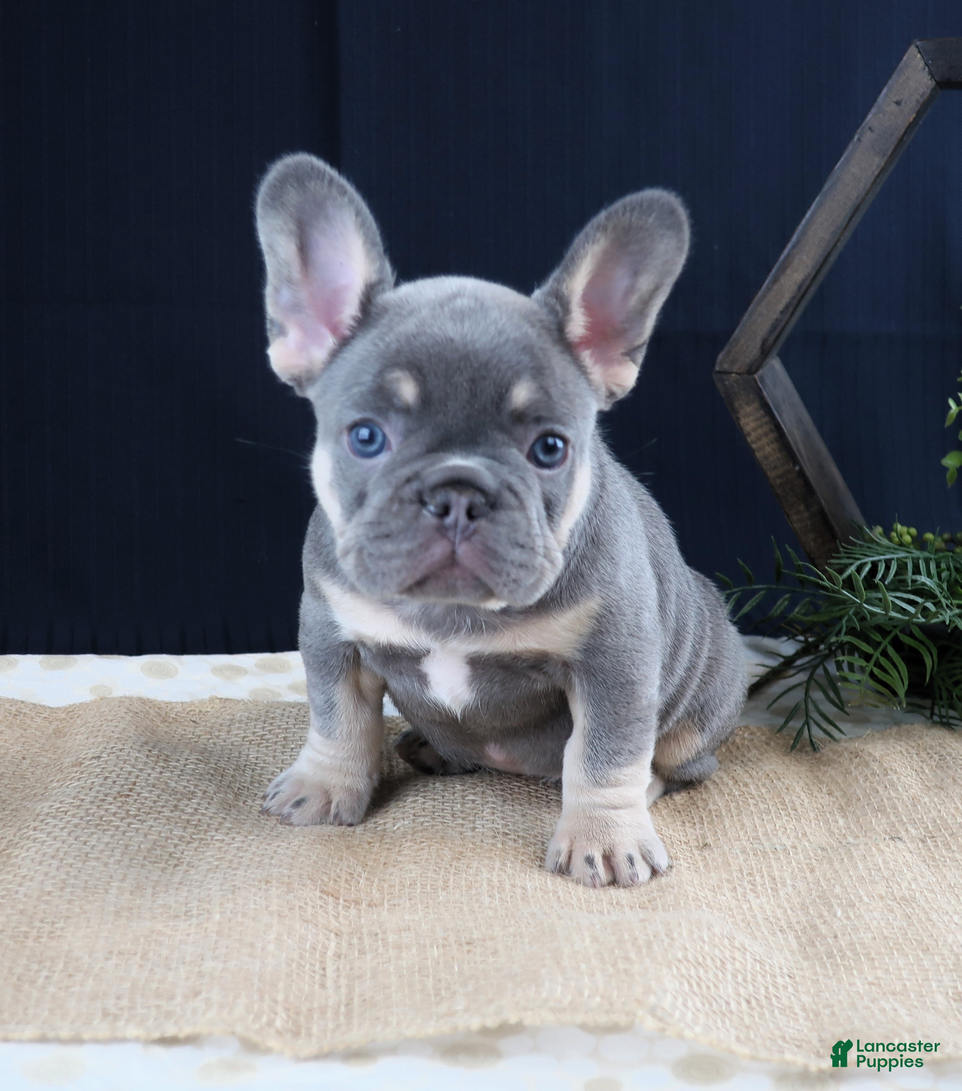 French Bulldog dogs Sophie - Ad 2