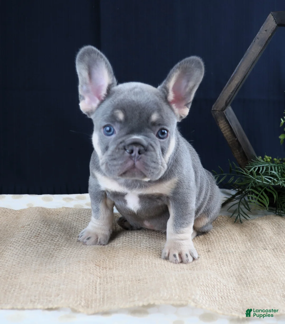 French Bulldog dogs for sale: Sophie - Ad 2