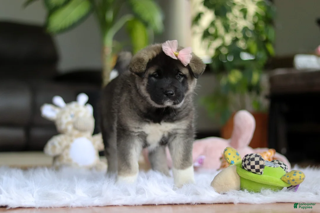 Akita dogs for sale: Callie - Ad 5