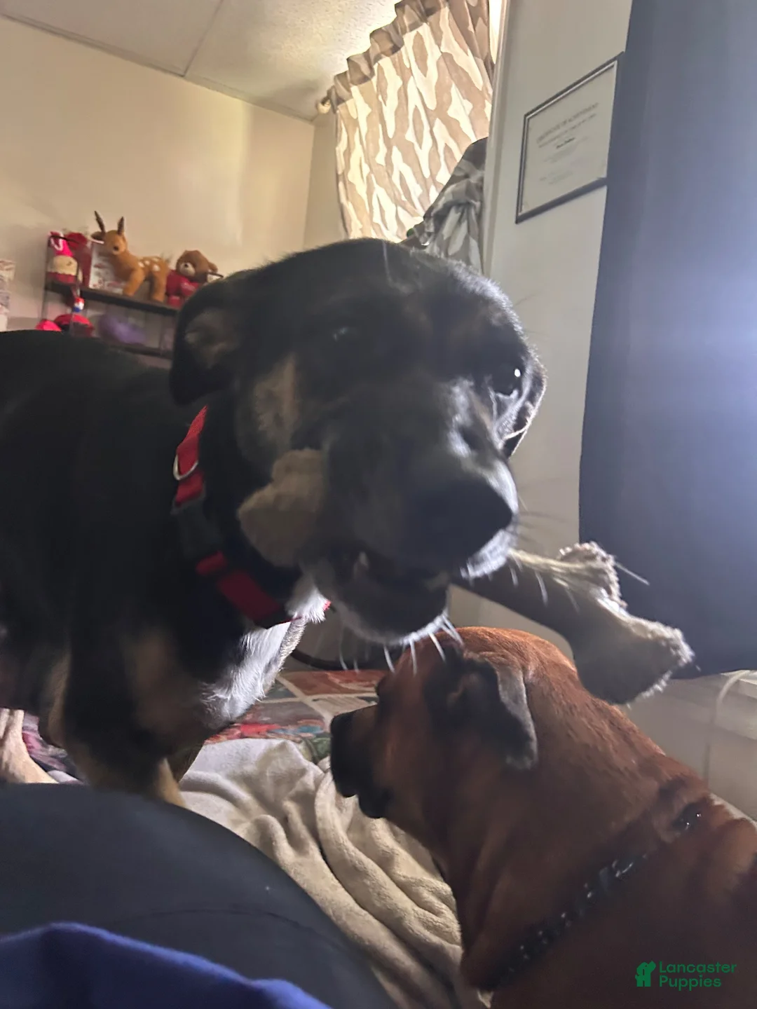 Mixed Breed dogs for sale: Mixed Breed 2 - Ad 4