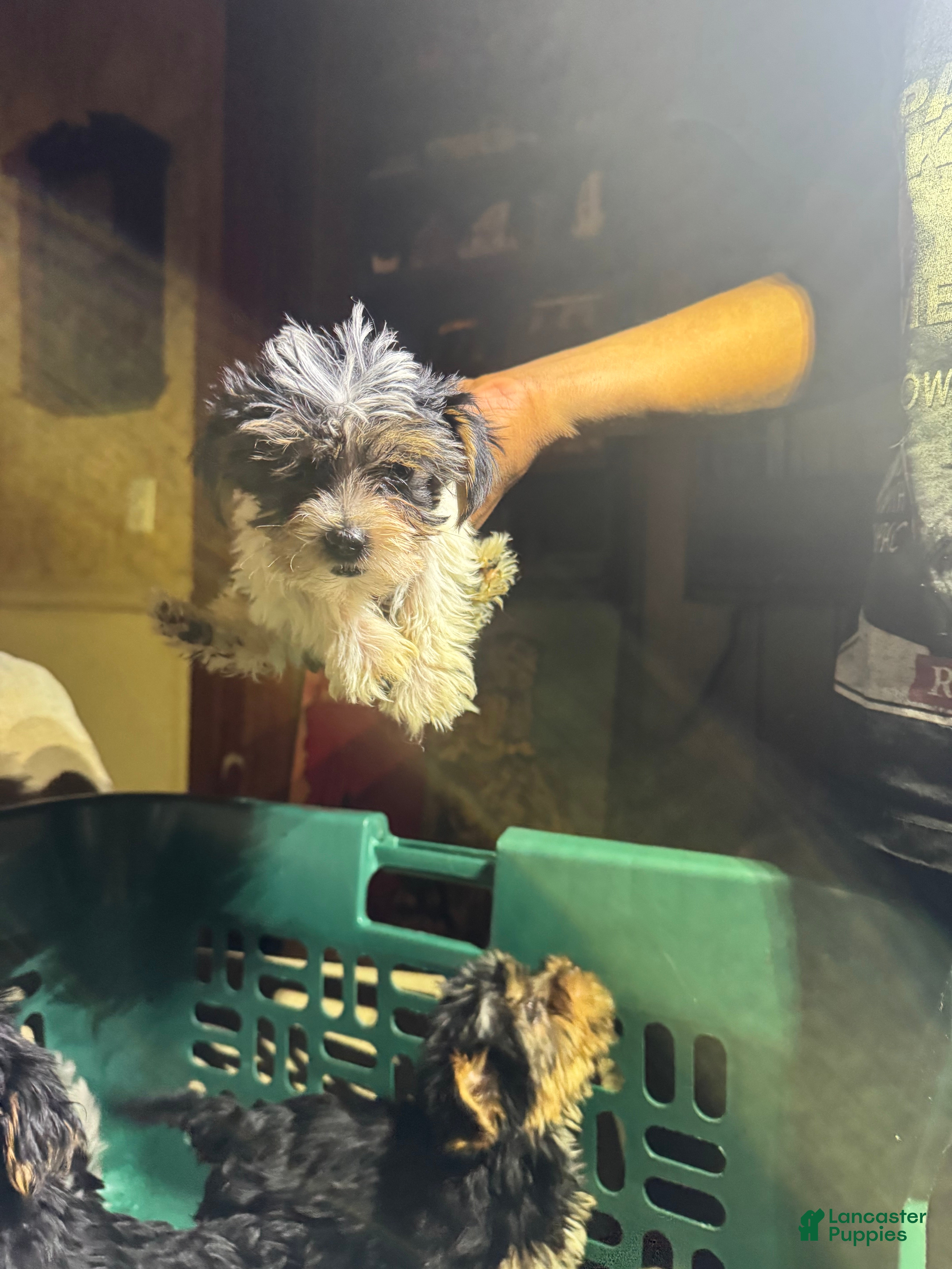 Yorkshire Terrier dogs Yorkshire Terrier 2 - Ad 33