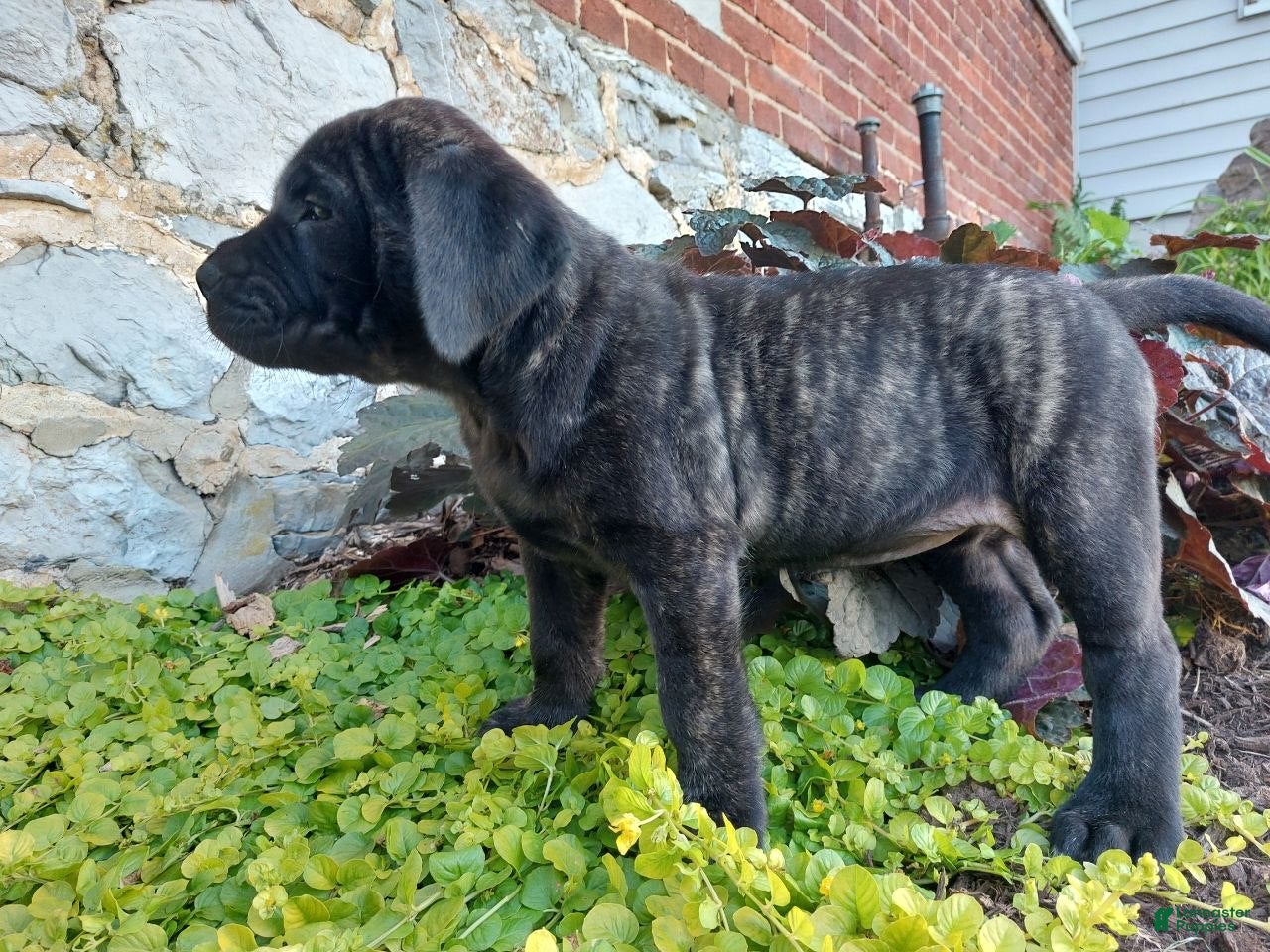 English Mastiff dogs Millie - Ad 1
