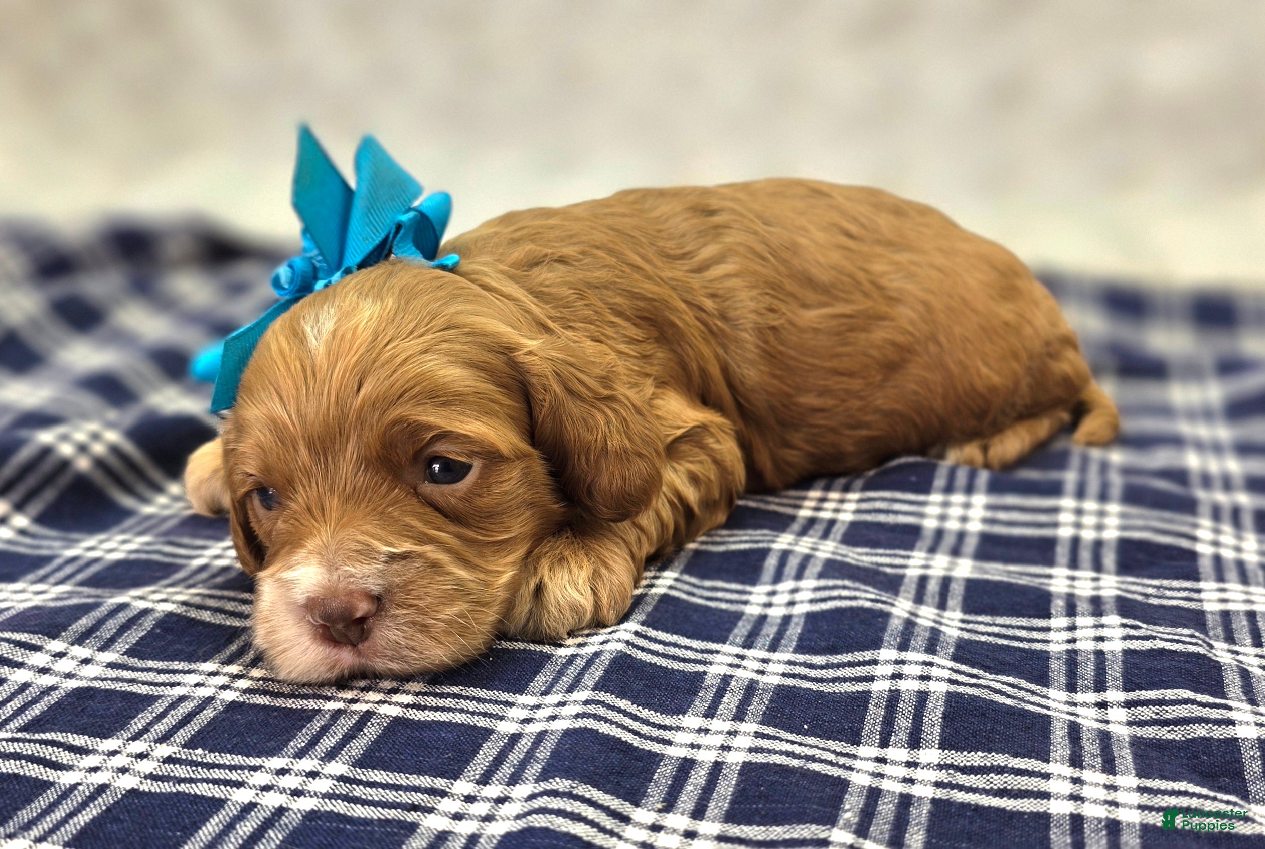 Cockapoo dogs Nimbus - Ad 22