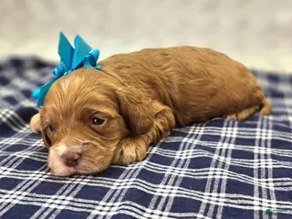 Cockapoo dogs Nimbus - Ad 21