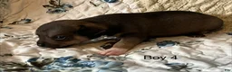 Chiweenie dogs for sale: Chiweenie 4 - Ad 12