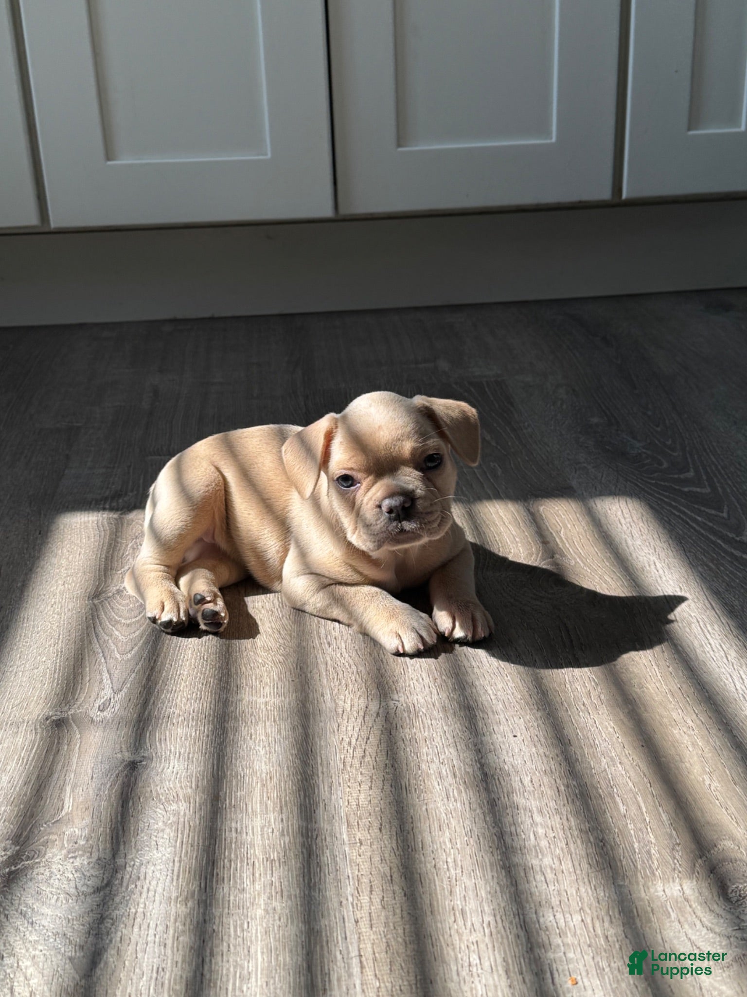 French Bulldog dogs Isabella - Ad 39