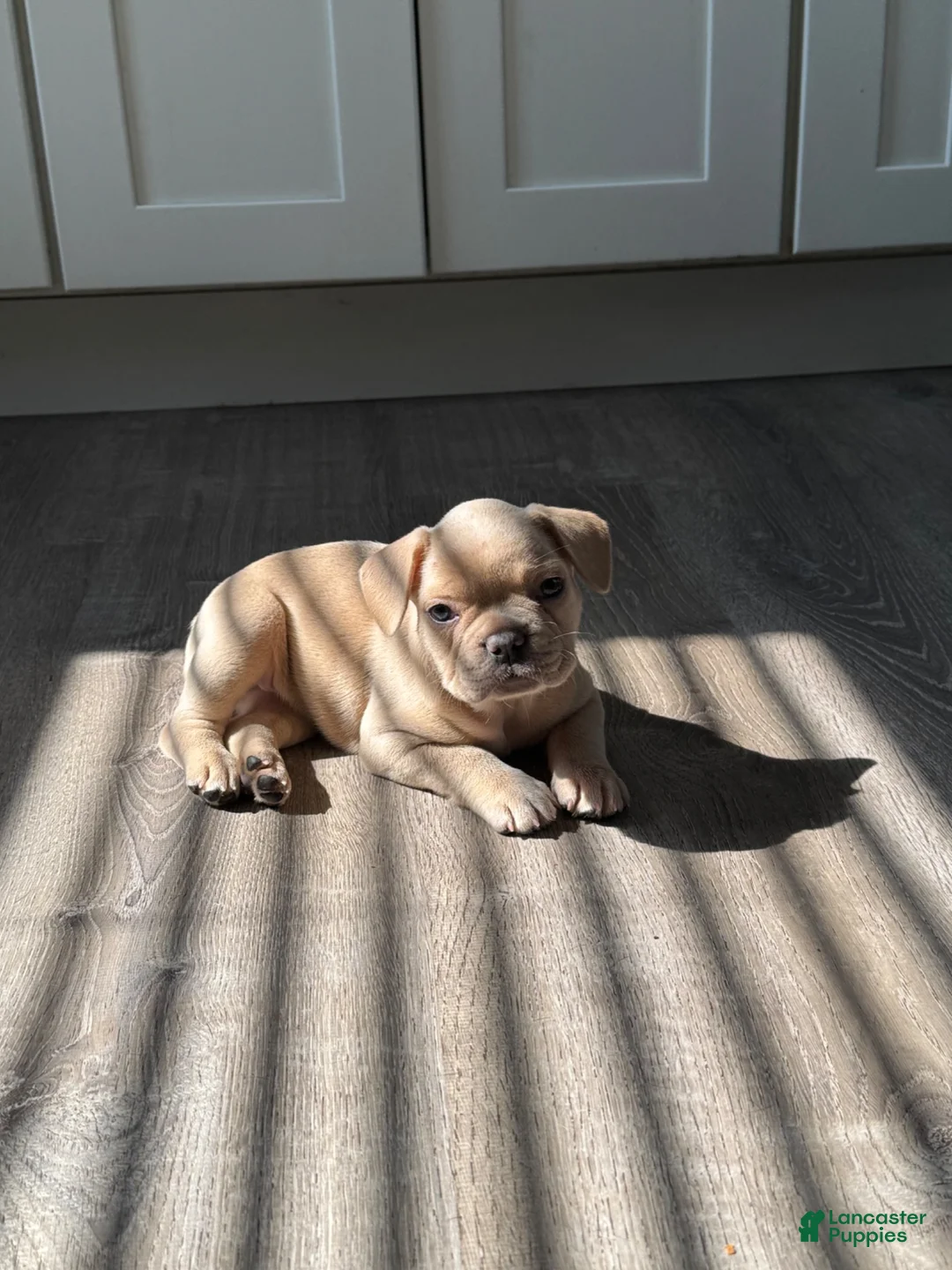 French Bulldog dogs for sale: Isabella - Ad 1