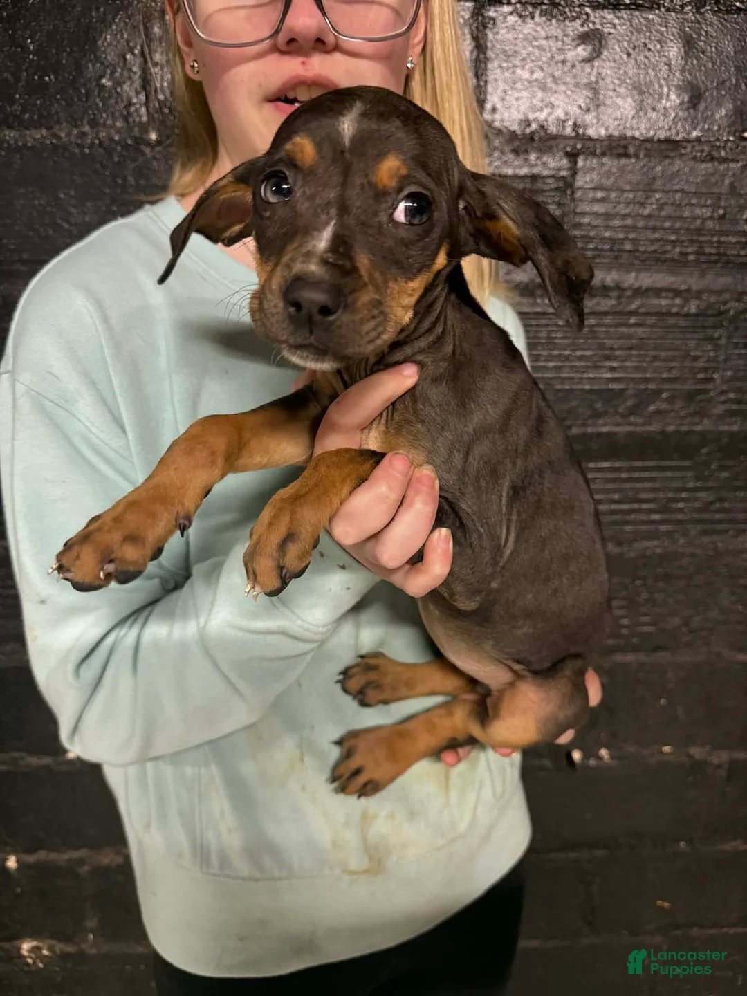 Catahoula Leopard Dog dogs for sale: Catahoula Leopard Dog Puppy 5 - Ad 1