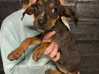 Catahoula Leopard Dog dogs Catahoula Leopard Dog Puppy 5 - Ad 5