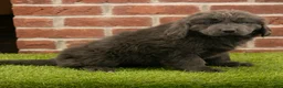 Newfoundland dogs for sale: Jasmine - Ad 5