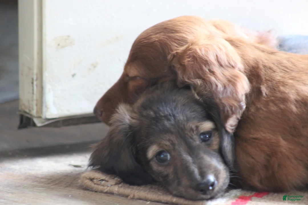 Miniature Dachshund dogs for sale: Bonita - Ad 10