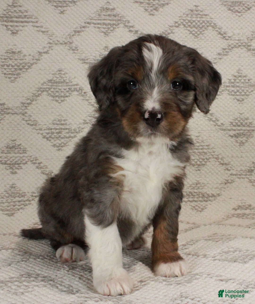 Bernedoodle dogs for sale: Marley - Ad 8